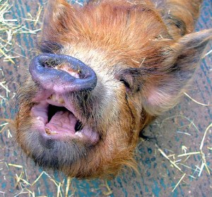 Attēls no www.flickr.com