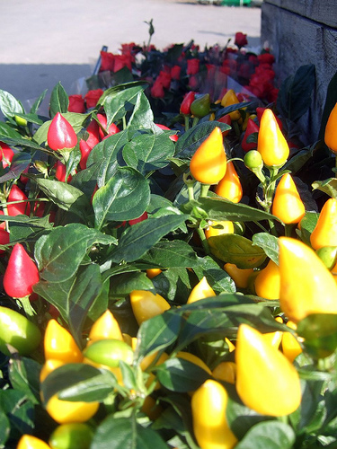 dekoratīvā paprika